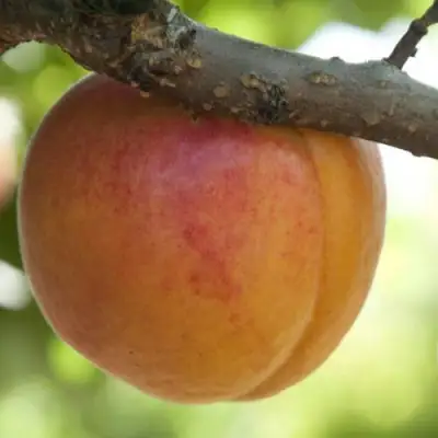  АПРИУМ в Слуцке