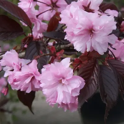 Сакура РОЯЛ БУРГУНДИ в Слуцке