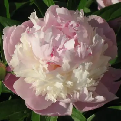 Пион ЩЕРБЕТ травянистый в Слуцке