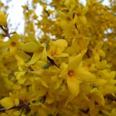 Форзиция ТАРАНДТ промежуточная в Слуцке