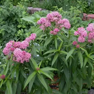 Ваточник МЯСО-КРАСНЫЙ в Слуцке