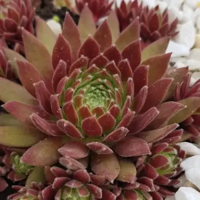 Молодило ЛЮФТШПРУНГ в Слуцке