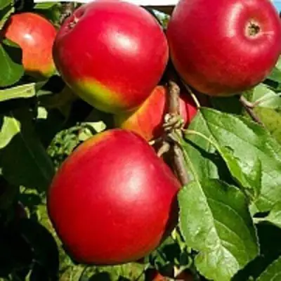 Яблоня РЕДФРИ в Слуцке
