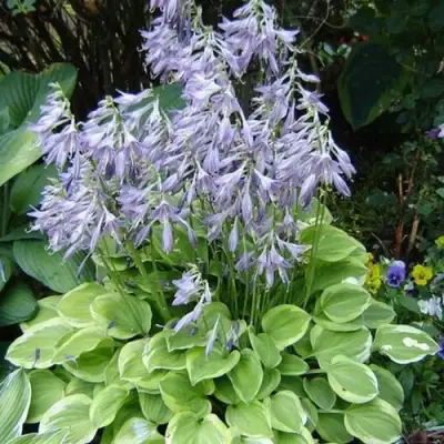 Хоста ГОЛДЕН ТИАРА в Слуцке