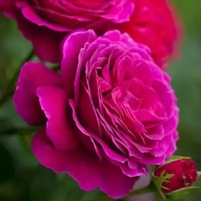 Роза МАЛИНОВЫЙ ЗВОН чайно-гибридная в Слуцке