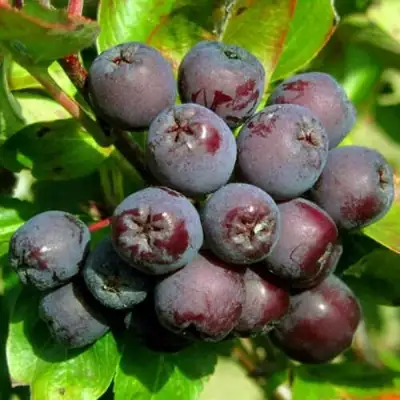 Рябина ЛИКЁРНАЯ сладкоплодная в Слуцке