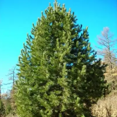 Сосна кедровая сибирская в Слуцке