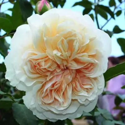 саженцы розы ЛИЧФИЛД ЭНДЖЕЛ