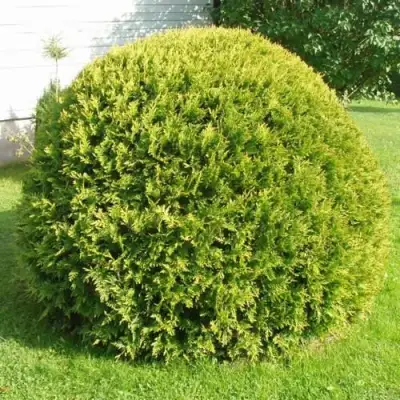 Туя ДАНИКА АУРЕА западная в Слуцке