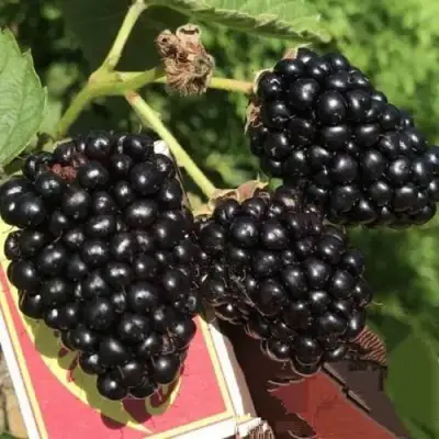 Ежевика ПРАЙМ АРК 45 ремонтантная   в Слуцке