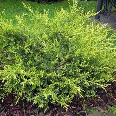 Можжевельник КУРИВАО ГОЛД китайский в Слуцке