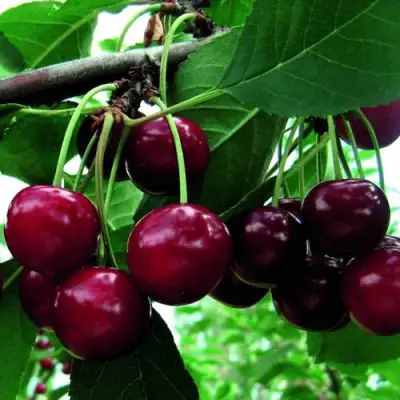 Дюк ЖИВИЦА (ЧЕРЕВИШНЯ) в Слуцке