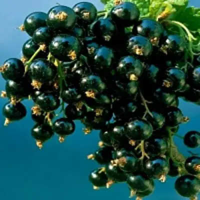 Смородина чёрная ИЗЮМНАЯ в Слуцке