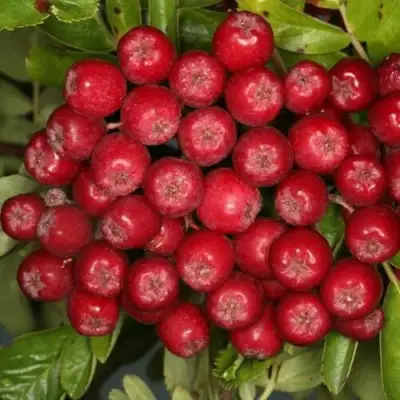 Рябина РУБИНОВАЯ сладкоплодная в Слуцке