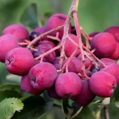 Рябина ДЕСЕРТНАЯ МИЧУРИНА сладкоплодная в Слуцке