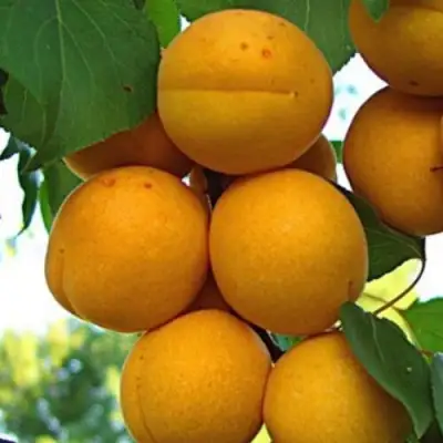 Абрикос ОНТАРИО в Слуцке