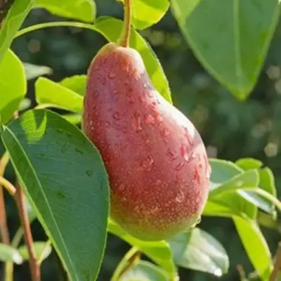 Груша ЯКОВЛЕВСКАЯ в Слуцке