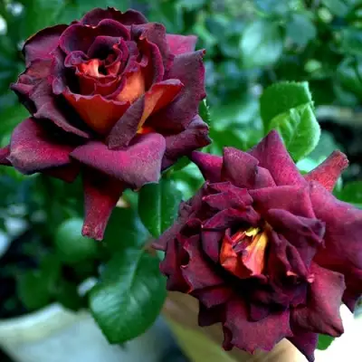 Роза ЭДДИ МИТЧЕЛЛ чайно-гибридная в Слуцке