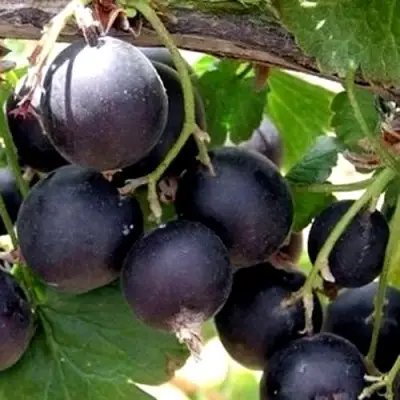 ЙОШТА в Слуцке