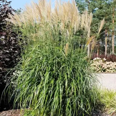 Мискантус ВАНИЛЛА СКАЙ китайский в Слуцке