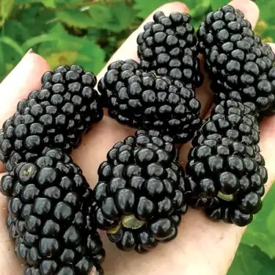 Ежевика ПРАЙМ АРК ФРИДОМ ремонтантная  в Слуцке