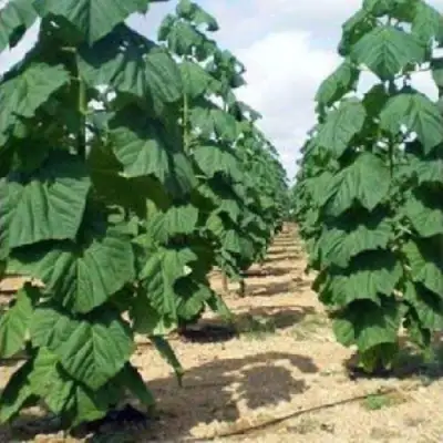 Павловния ПАО ТОГН Z07 в Слуцке