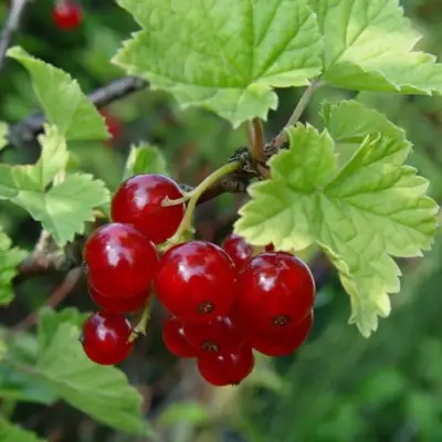 Смородина альпийская ШМИДТ в Слуцке