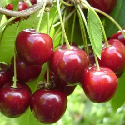 Черешня СИНЯВСКАЯ в Слуцке