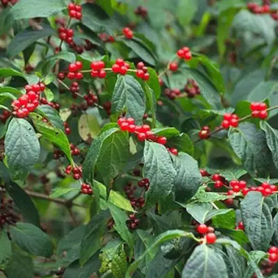 Жимолость МААКА в Слуцке