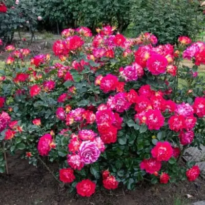 Роза БРЕРА флорибунда в Слуцке