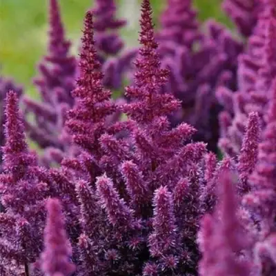 Астильба ПЕПЛ РЕЙН гибридная в Слуцке