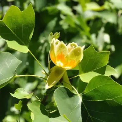 ЛИРИОДЕНДРОН тюльпанный в Слуцке