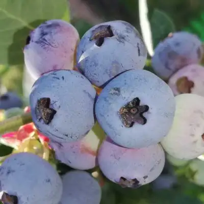 Голубика ХАРРИСОН в Слуцке