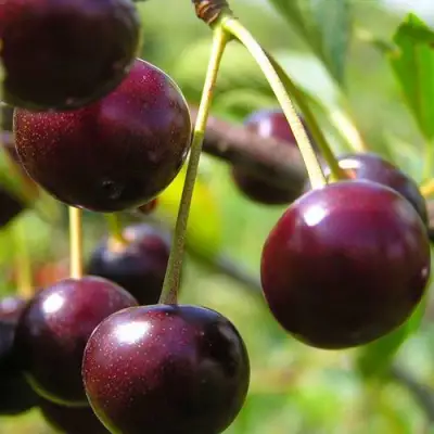 Вишня ЛИВЕНСКАЯ в Слуцке