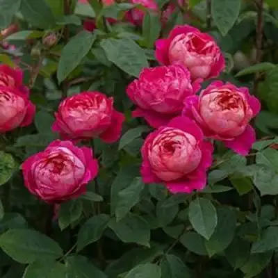 Роза БЕНДЖАМИН БРИТТЕН шраб в Слуцке