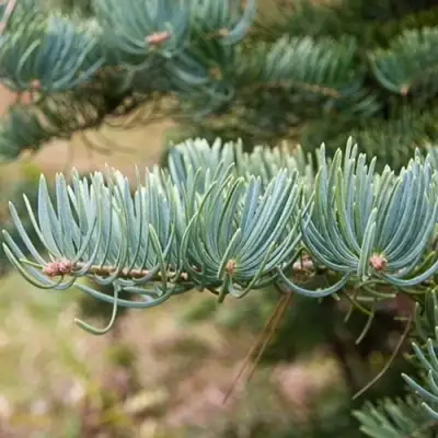 Пихта КОНКОЛОР в Слуцке