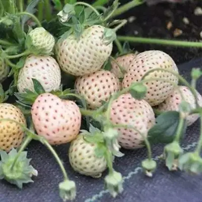 Клубника АНАНАСА ремонтантная в Слуцке