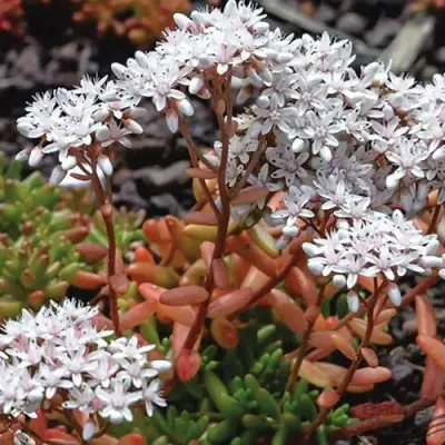 Очиток (седум) КОРАЛ КАРПЕТ белый в Слуцке