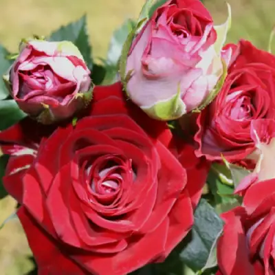 Роза РУБИ СТАР спрей в Слуцке