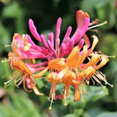 Жимолость ГЕКРОТА в Слуцке