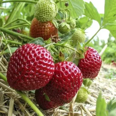 Клубника ЗЕНГА-ЗЕНГАНА в Слуцке