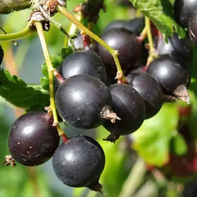 Йошта ДЖОСТАБЕРРИ в Слуцке