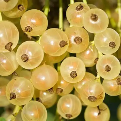 Смородина белая СМОЛЬЯНИНОВСКАЯ в Слуцке