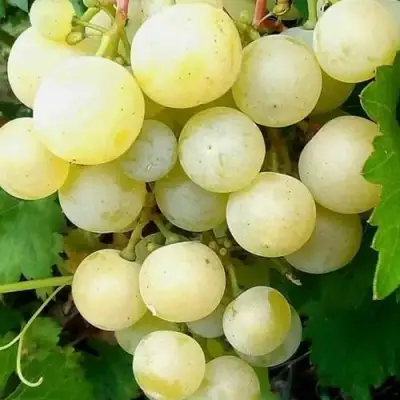 Виноград КЕША МУСКАТ в Слуцке