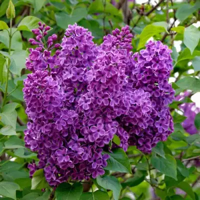 Сирень СУМЕРКИ в Слуцке