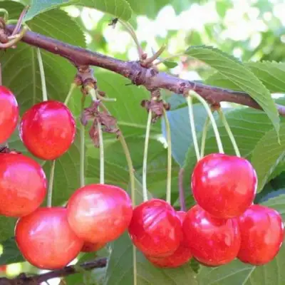 Черешня НАСЛАЖДЕНИЕ в Слуцке