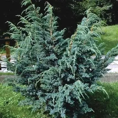 Можжевельник БЛЮ АЛЬПС китайский  в Слуцке