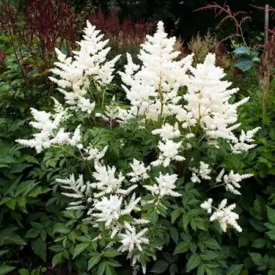 Астильба ДОЙЧЛАНД японская в Слуцке