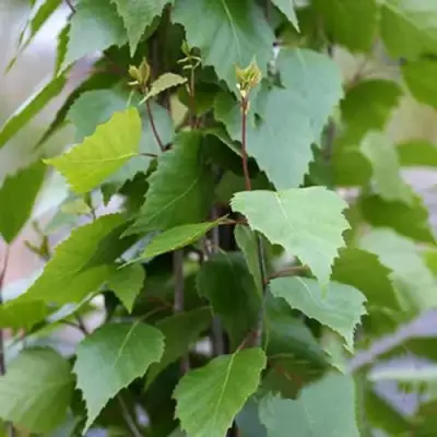 Береза ФАСТИГИАТА повислая  в Слуцке