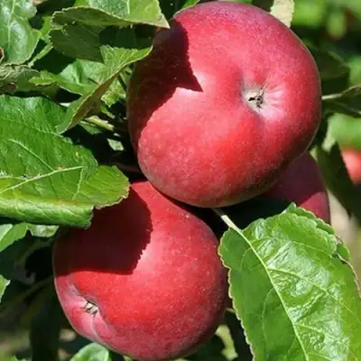 Яблоня СОЗВЕЗДИЕ колонновидная в Слуцке